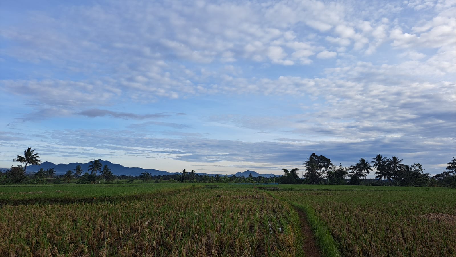 RPNN Minta Pemerintah Bantu Petani Pasca Gempabumi Cianjur