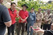 Pemkab Bekasi Dorong Petani Anggur Ciptakan Varietas Lokal