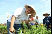 Panen Perdana, Pj Bupati Dedy Apresiasi Program Pemanfaatan Lahan Kelompok Petani Cabai