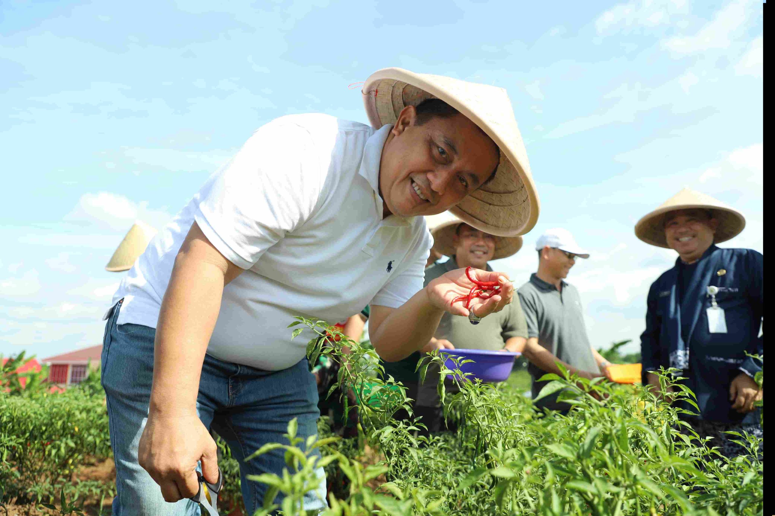 Panen Perdana, Pj Bupati Dedy Apresiasi Program Pemanfaatan Lahan Kelompok Petani Cabai