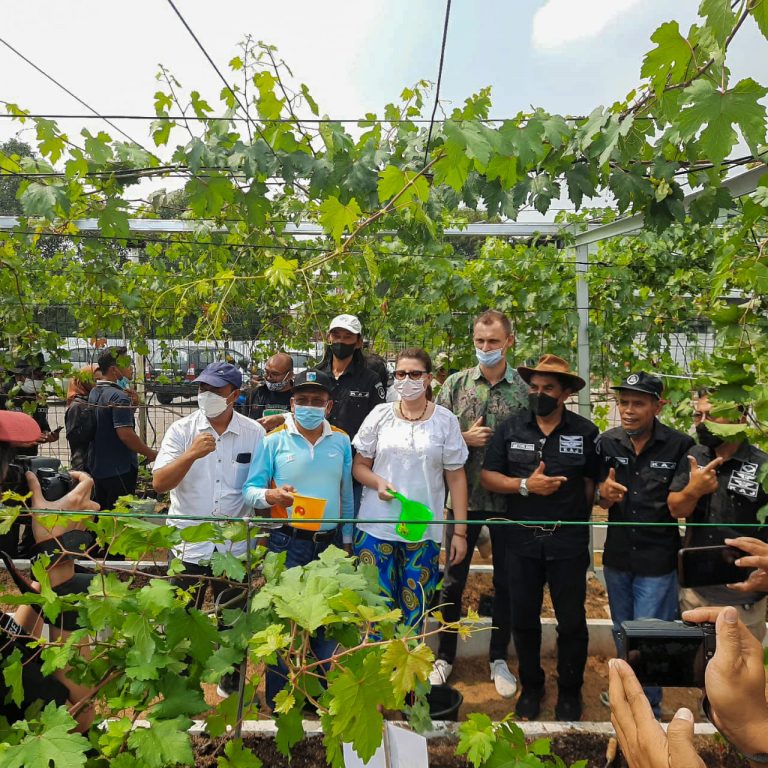 Pencanangan Budidaya Anggur di Jakarta Utara Disaksikan Duta Besar Ukraina