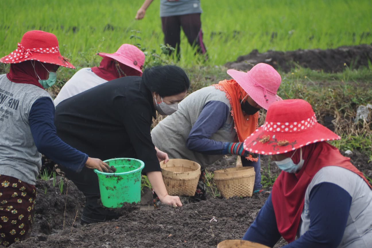 Tak hanya mendengarkan keluhan, Puan juga Turun ke Kebun Bersama Petani Bawang