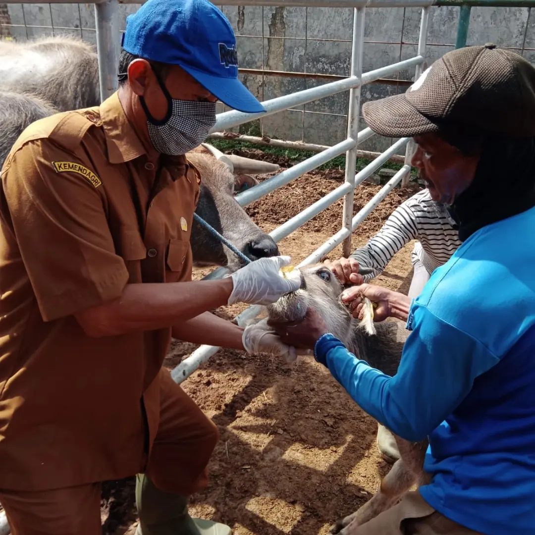Dinas Peternakan Lebak Jamin Wabah PMK Tak Ganggu Pasokan Daging