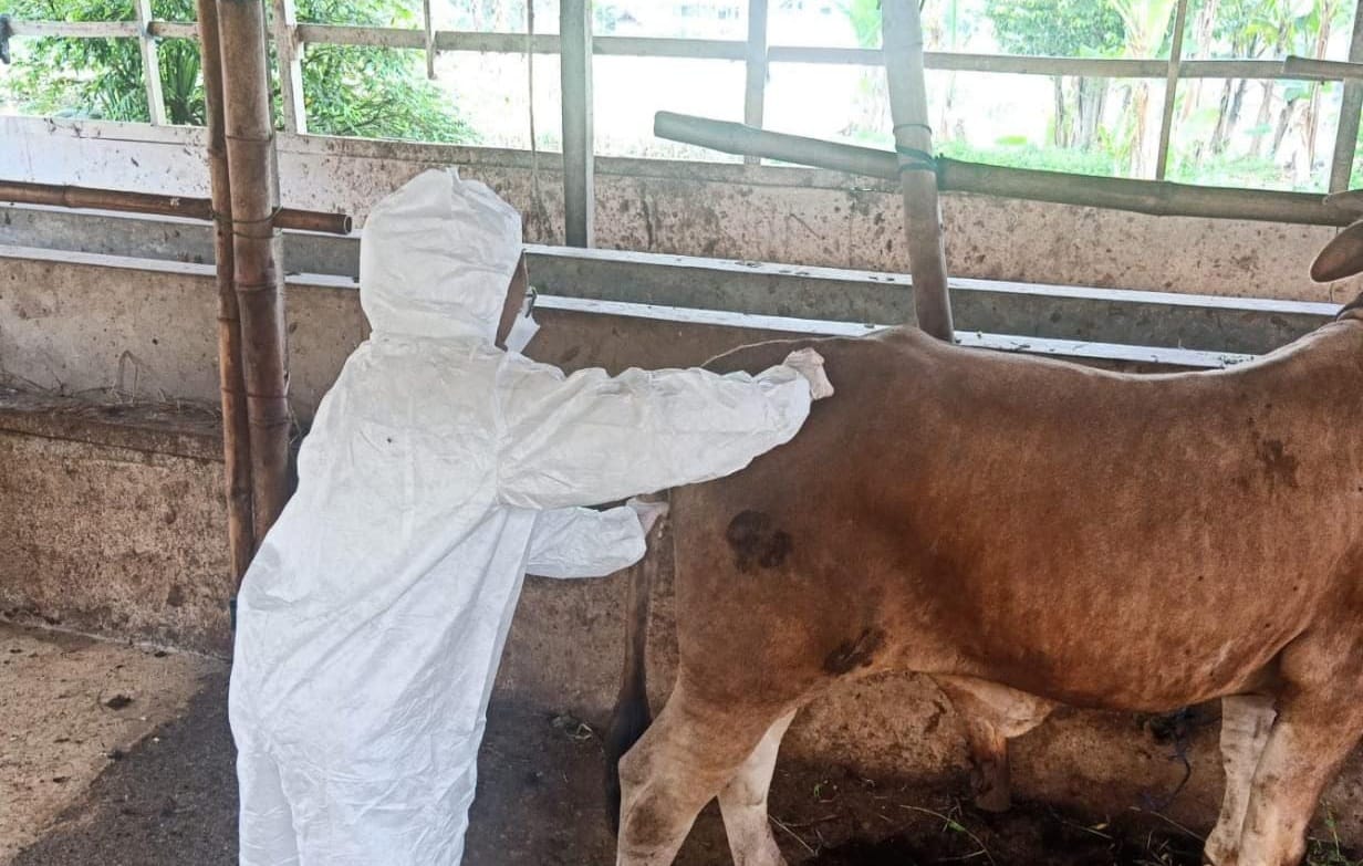 Cegah Penularan PMK, Pemkab Sukabumi Perketat Pengawasan Dan Edukasi Warganya