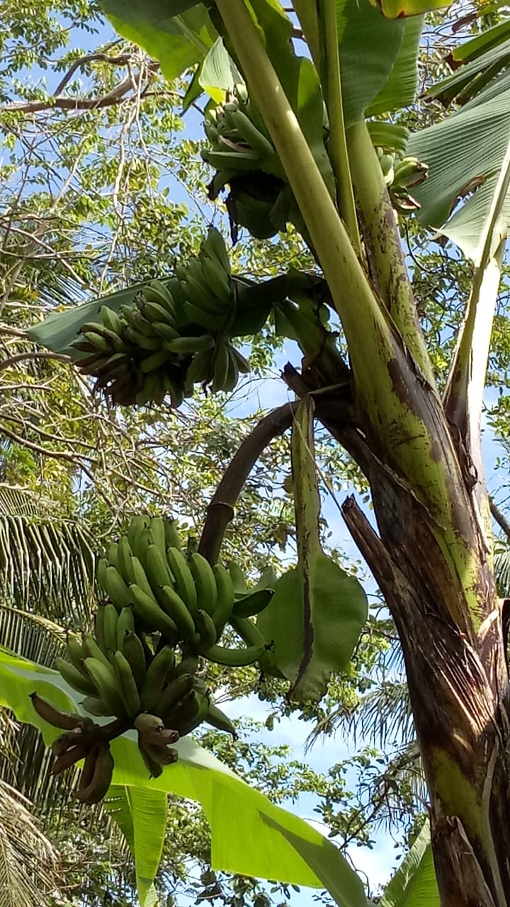 Pohon Pisang Unik di Cilacap Berbuah 4 Tandan