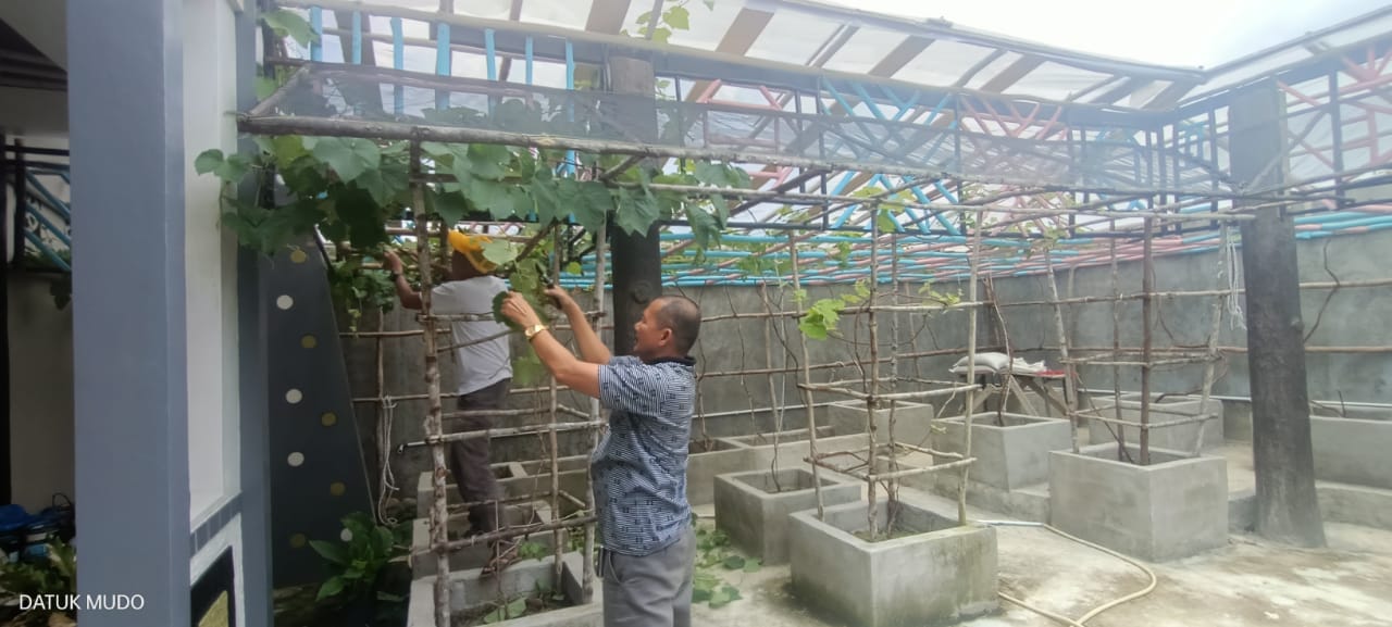 Dibina PPL Teladan Syafri Lubis, Kades Gunkes Firdaus Lakukan Budidaya Anggur Hijau