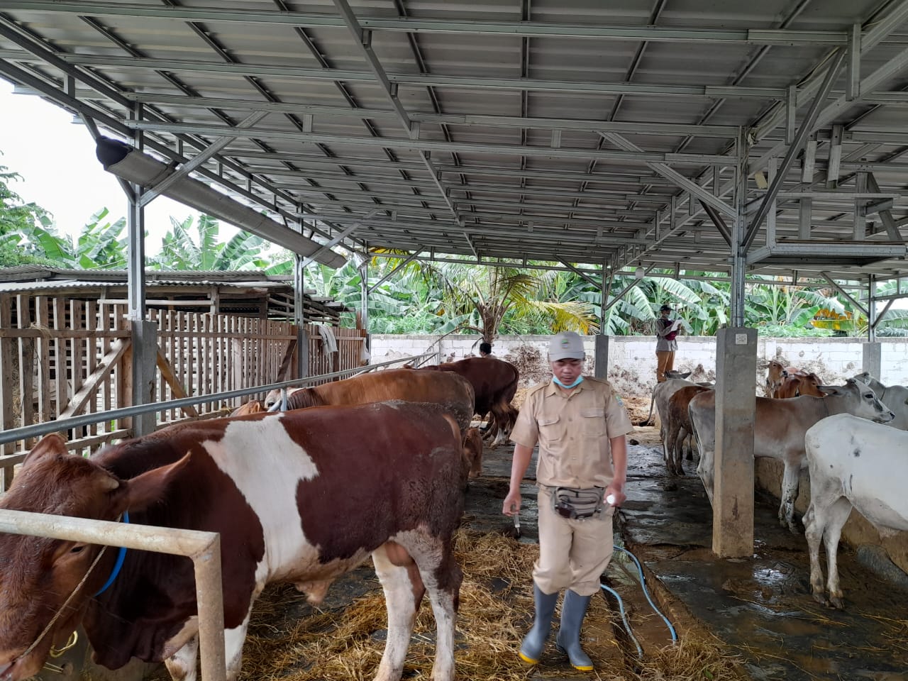 6538 Hewan Ternak Disuntik Vaksinasi PMK