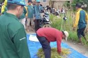 Dinas Pertanian Bersama Petani Panen Padi Nusantara di Kedungwaringin