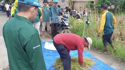 Dinas Pertanian Bersama Petani Panen Padi Nusantara di Kedungwaringin