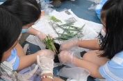 Belajar Menanam Daun Bawang Bersama Siswa SD Ananda