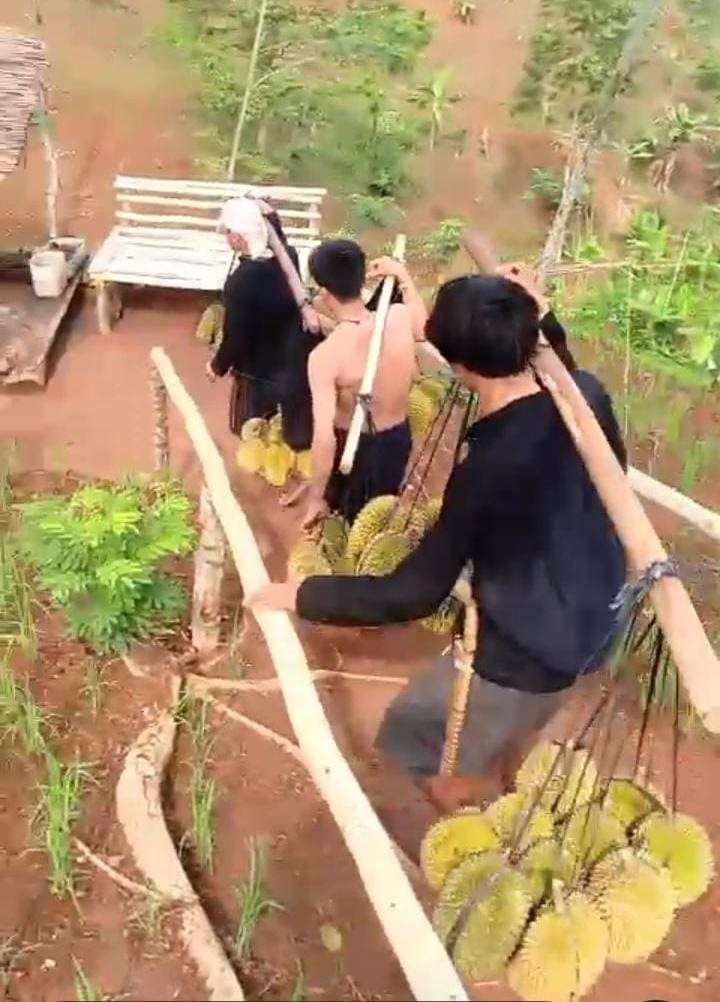 Wisatawan Mulai Berburu Durian ke Kampung Baduy Lebak 