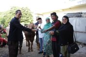Rayakan Idul Adha, RSUD CAM Gelar Pemotongan Hewan Kurban